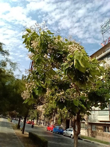 Catalpa Árbol Ornamental 4