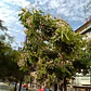Catalpa Árbol Ornamental - Miniatura 4