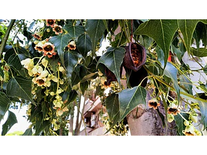 Brachichito Gigante Xl 4 Mts Árbol Ornamental