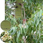 Brachichito Gigante Xl 4 Mts Árbol Ornamental - Miniatura 3