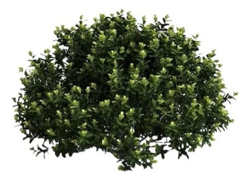 Pittosporum Tobira Pitosporo S Arbusto Ornamental 1