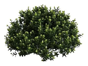 Pittosporum Tobira Pitosporo S Arbusto Ornamental