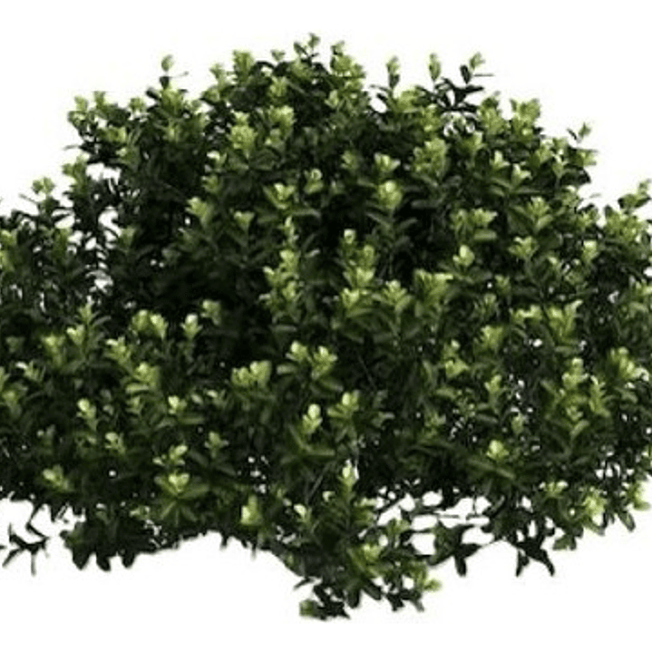 Pittosporum Tobira Pitosporo S Arbusto Ornamental 1