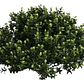 Pittosporum Tobira Pitosporo S Arbusto Ornamental - Miniatura 1