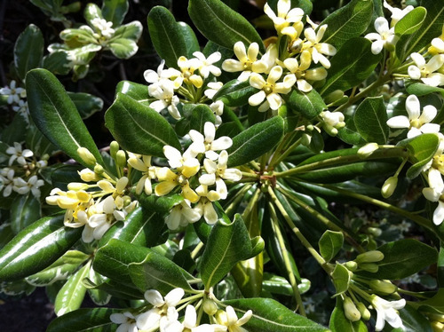 Pittosporum Tobira Pitosporo S Arbusto Ornamental 3