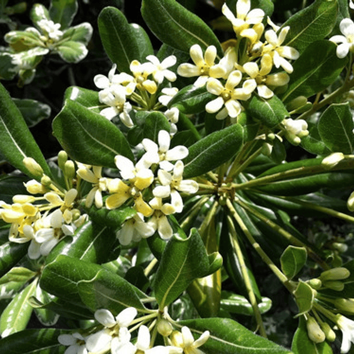 Pittosporum Tobira Pitosporo S Arbusto Ornamental 3