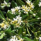 Pittosporum Tobira Pitosporo S Arbusto Ornamental - Miniatura 3