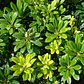 Pittosporum Tobira Pitosporo S Arbusto Ornamental - Miniatura 4