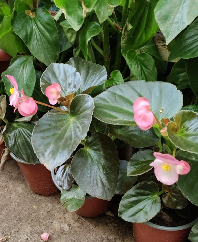 Begonia Planta Ornamental 1