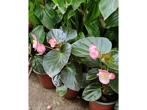 Begonia Planta Ornamental