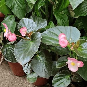 Begonia Planta Ornamental