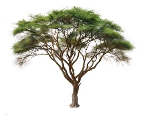 Acacia Visco Acacio Vilca Árbol Ornamental 1