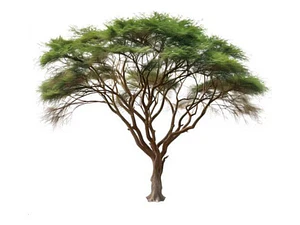 Acacia Visco Acacio Vilca Árbol Ornamental