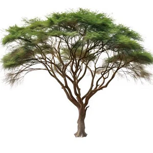 Acacia Visco Acacio Vilca Árbol Ornamental