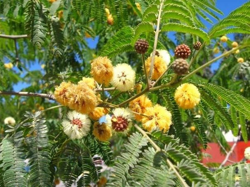 Acacia Visco Acacio Vilca Árbol Ornamental 2