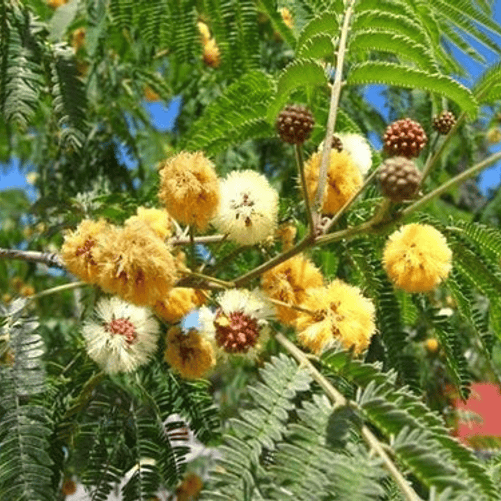 Acacia Visco Acacio Vilca Árbol Ornamental 2