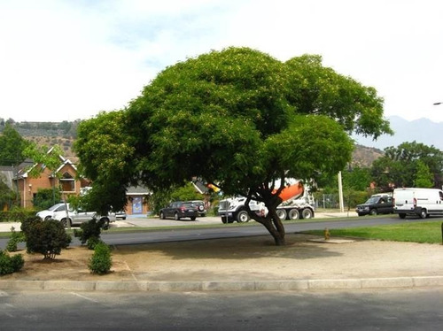 Acacia Visco Acacio Vilca Árbol Ornamental 3