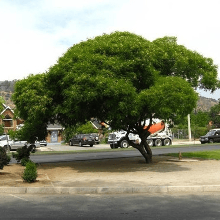 Acacia Visco Acacio Vilca Árbol Ornamental 3