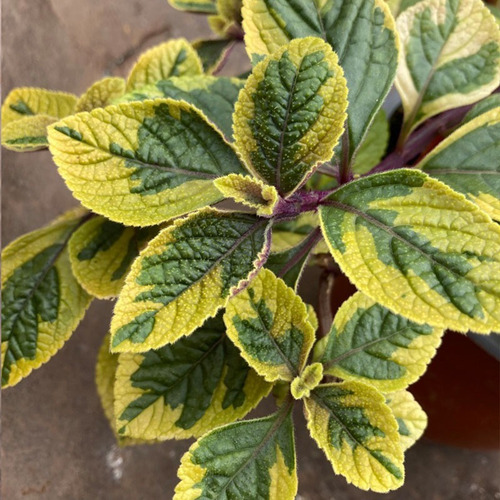 Dólar Variegado Planta Interior Ornamental Macetero 1