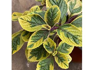 Dólar Variegado Planta Interior Ornamental Macetero