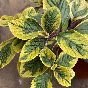 Dólar Variegado Planta Interior Ornamental Macetero
