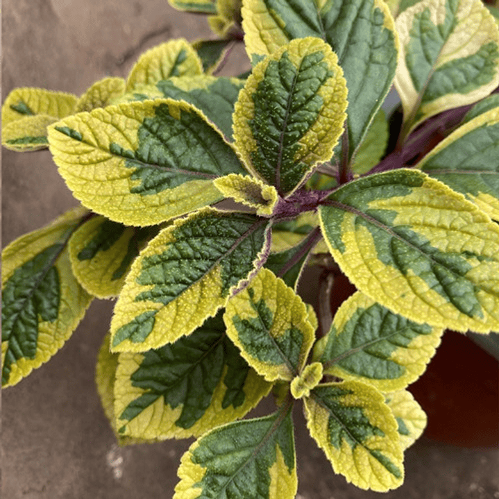 Dólar Variegado Planta Interior Ornamental Macetero 1