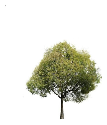 Celtis Australis / Almez Árbol Ornamental 1