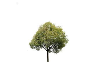 Celtis Australis / Almez Árbol Ornamental