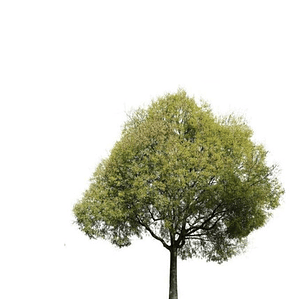 Celtis Australis / Almez Árbol Ornamental