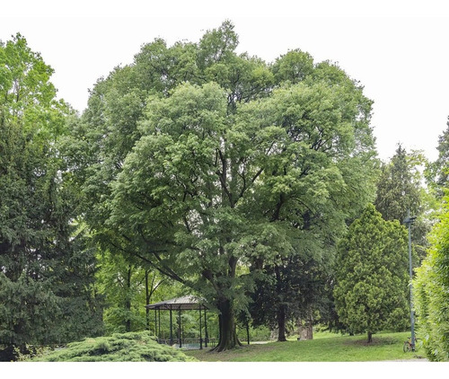 Celtis Australis / Almez Árbol Ornamental 2