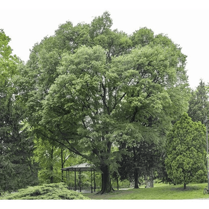 Celtis Australis / Almez Árbol Ornamental 2