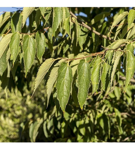 Celtis Australis / Almez Árbol Ornamental 3