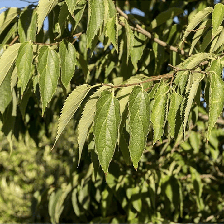 Celtis Australis / Almez Árbol Ornamental 3