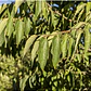 Celtis Australis / Almez Árbol Ornamental - Miniatura 3