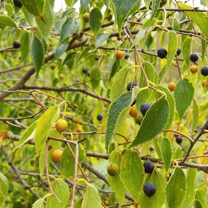 Celtis Australis / Almez Árbol Ornamental 4