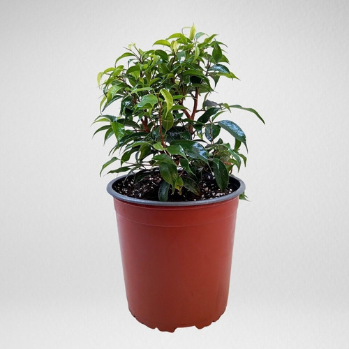 Ficus Benjamina Enano Planta Interior Ornamental 1