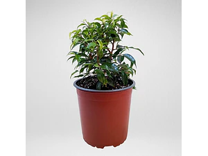Ficus Benjamina Enano Planta Interior Ornamental