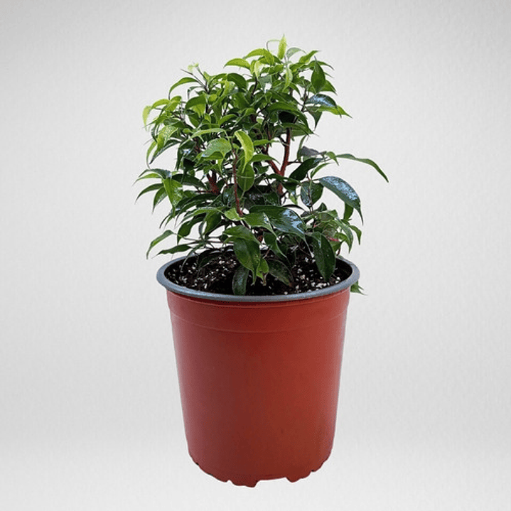 Ficus Benjamina Enano Planta Interior Ornamental 1