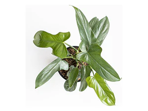 Philodendro Panduriforme Filodendro Planta Interior Exótica
