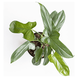 Philodendro Panduriforme Filodendro Planta Interior Exótica