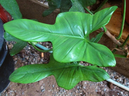 Philodendro Panduriforme Filodendro Planta Interior Exótica 2