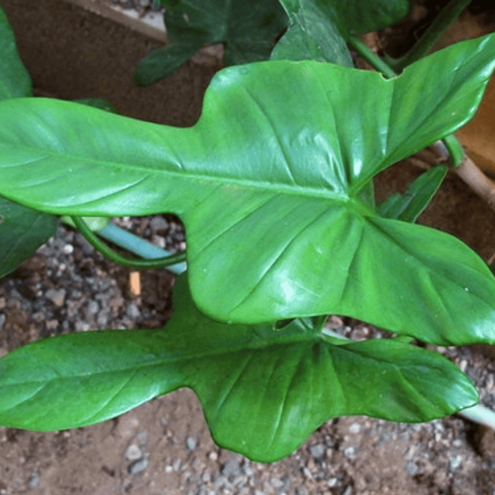 Philodendro Panduriforme Filodendro Planta Interior Exótica 2