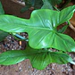 Philodendro Panduriforme Filodendro Planta Interior Exótica - Miniatura 2