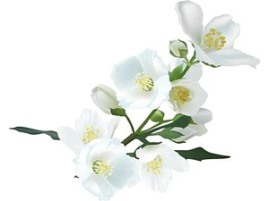 Jazmín Del Cabo Trepadora Arbusto Ornamental Perfumado