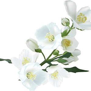 Jazmín Del Cabo Trepadora Arbusto Ornamental Perfumado