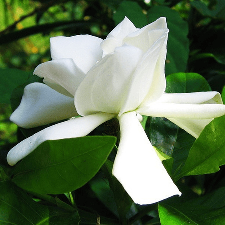 Jazmín Del Cabo Trepadora Arbusto Ornamental Perfumado 3