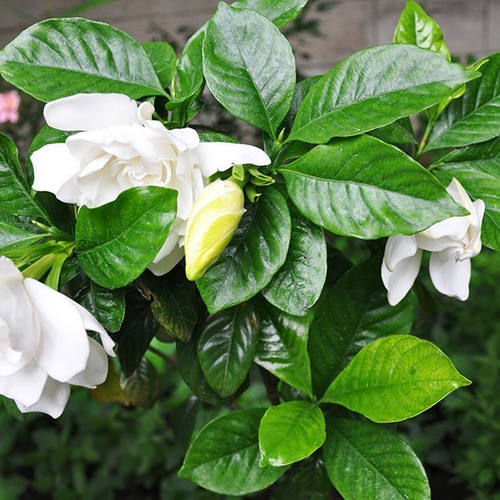 Jazmín Del Cabo Trepadora Arbusto Ornamental Perfumado 4