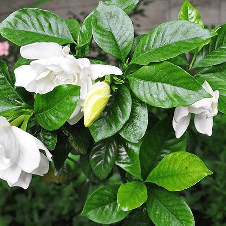 Jazmín Del Cabo Trepadora Arbusto Ornamental Perfumado 4