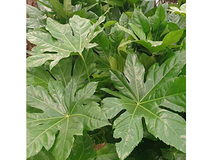 Aralia Japónica S Planta Interior