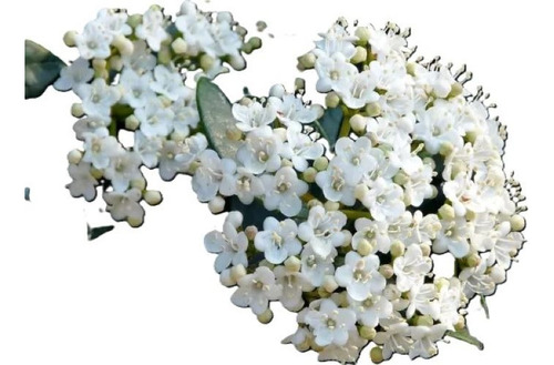 Laurentina / Viburnum Tinus Arbusto Ornamental 1